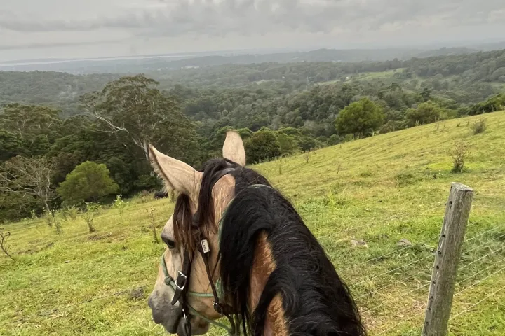 a horse standing on top of a lush green field of Noosa, Australia