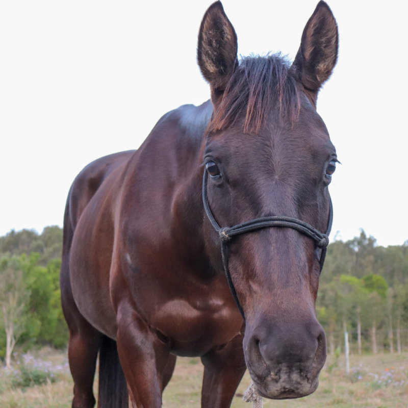 beau a close up of a horse