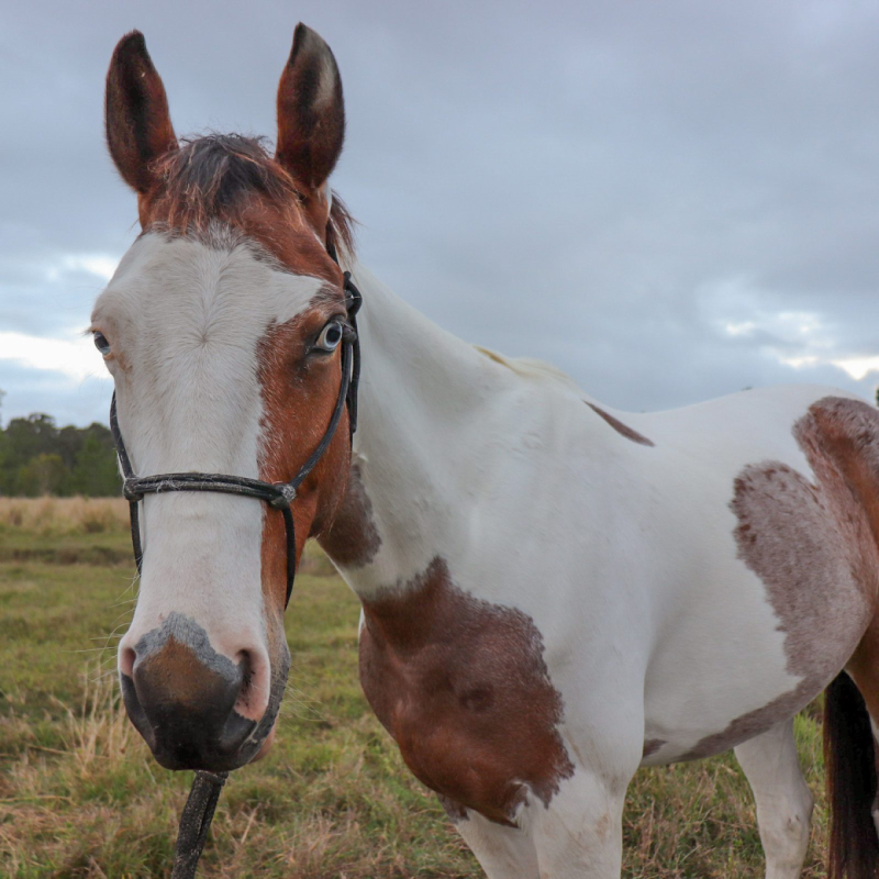 django a close up of a brown horse standing on top of a field