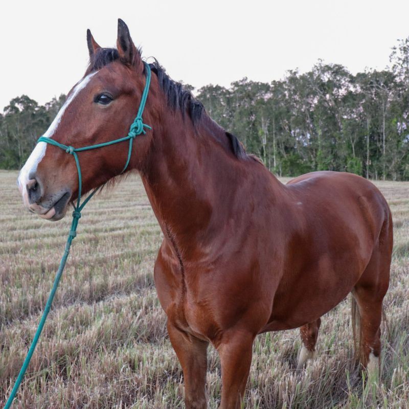 duke a brown horse standing on top of a grass covered field