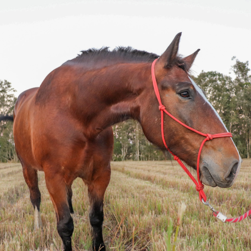 gordy a brown horse standing on top of a grass covered field