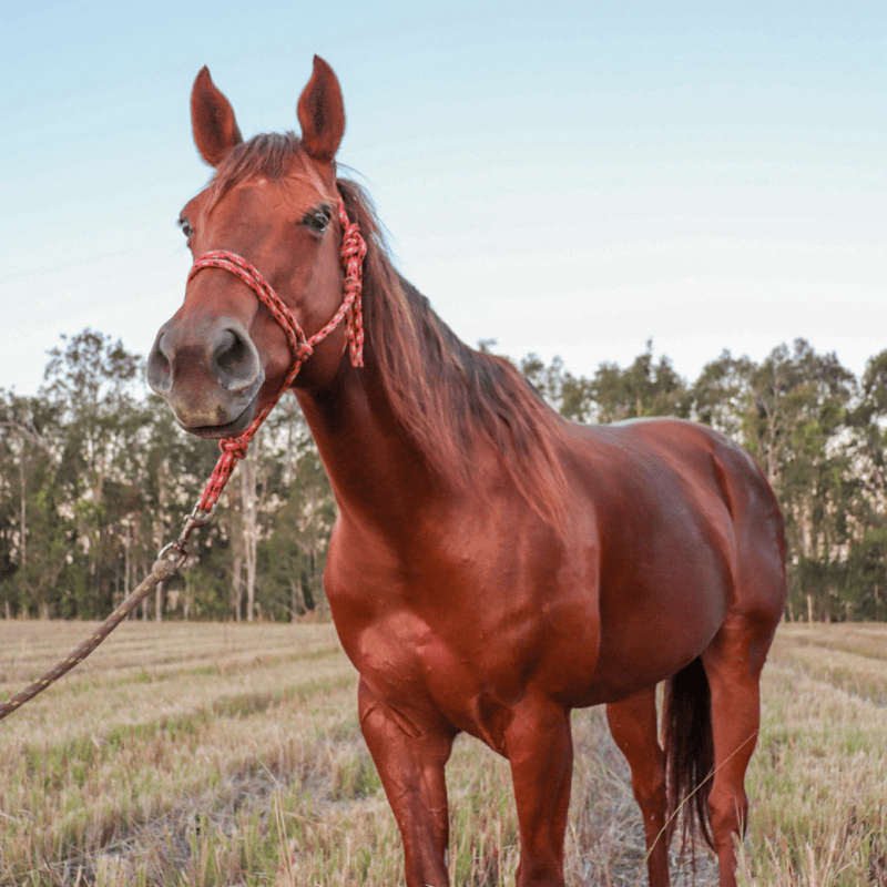 lily a brown horse standing on top of a grass covered field
