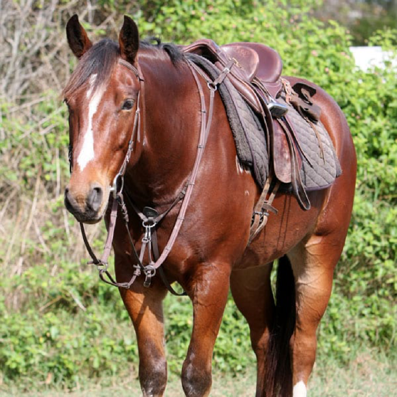 toby a brown horse standing on top of a grass covered field