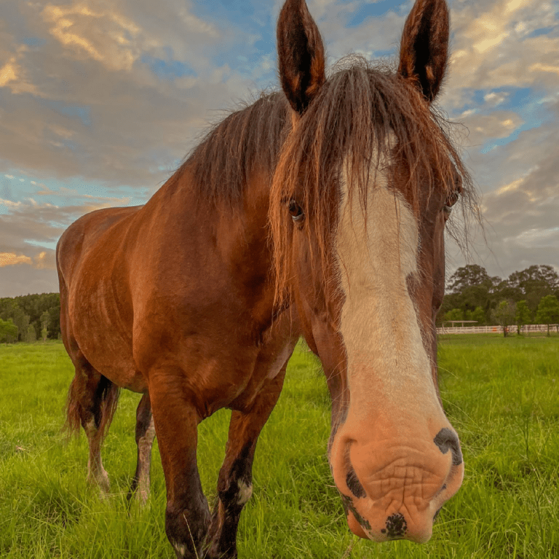 willow a brown horse standing on top of a lush green field